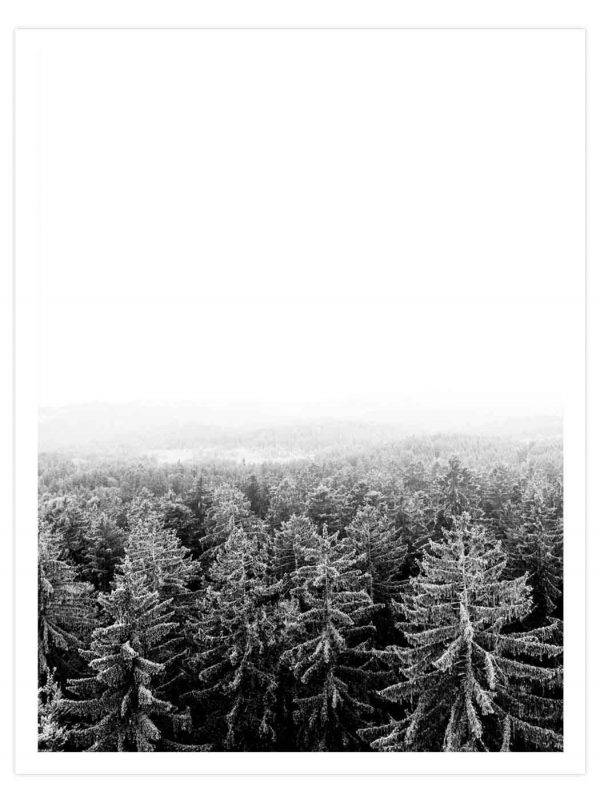 PHT-004-01-Pine-Trees